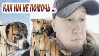 видео: Продолжаем помогать собачкам. #жизньсобак #приютдлясобак #помощьсобакам картинка: Продолжаем помогать собачкам. #жизньсобак #приютдлясобак #помощьсобакам