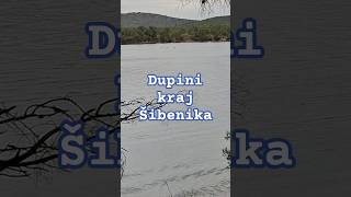 🐬 Dupini kraj Šibenika 🐬 #dupin #dupini #dolphins #dolphin #šibenik #dalmacija #dalmatia #hrvatska
