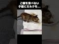 ご飯を食べてくれない子猫にミルクを飲んで欲しい…！#shorts