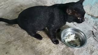 memberi makan kucing rumahan !! kucing hitam yang lucu