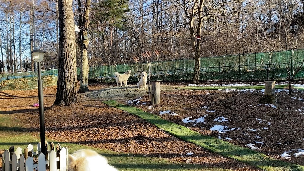 【ルンルンの裏庭】番犬を頑張るベルとサボり気味のアランとリリー