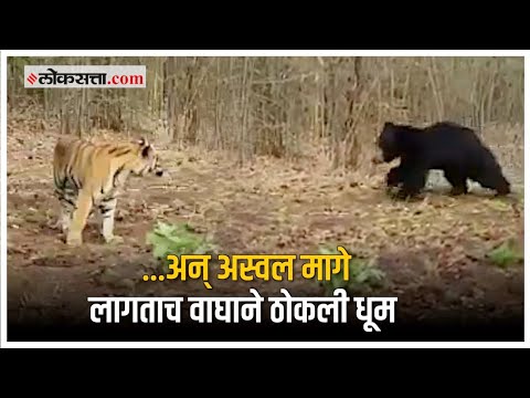 ताडोबामध्ये वाघाने रस्ता रोखल्याने संतापलं अस्वल; पाठलाग करत...