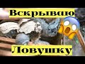 Вскрываю ловушку на пчёл с гнёздами шершней и ос