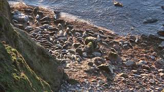 Seal Beach - Fair Isle, Shetland.