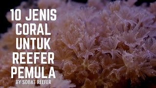 10 Rekomendasi Coral Untuk Reefer Pemula