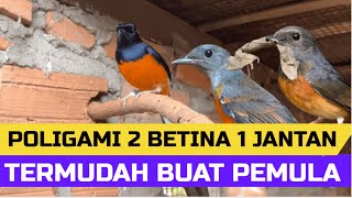 Poligami 2 Betina 1 Jantan  100 % Berhasil , Termudah Buat Pemula