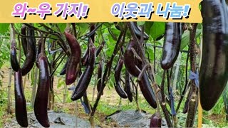 가지 이웃과 나눔요. 계속따도 주렁주렁...