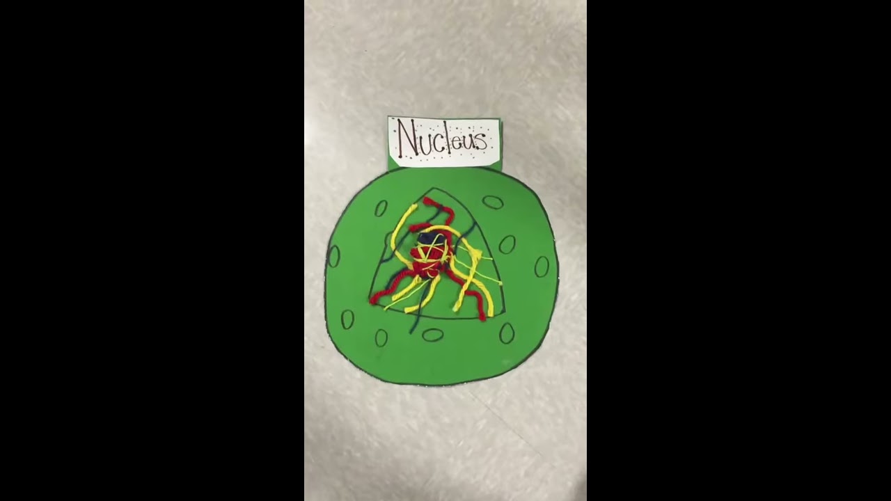 Biology-Animal cell-Nucleus - YouTube