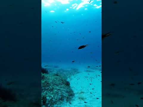 Sea Flora and