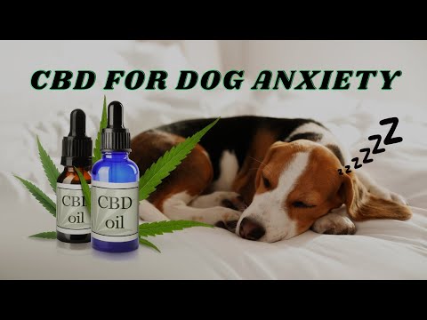 CBD Can Help Your Dog’s Anxiety 🐕 Journal Of Animal Science