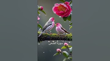 سورة الضحى #اكسبلور #الرحمن #duet #دويتو #لايك #اعتني
