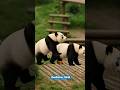 😅Panda कुदरत का सबसे बड़ा मज़ाक? 🐼😂 (Nature's Biggest Fail) #animalfacts #hindi #shorts #shortvideo