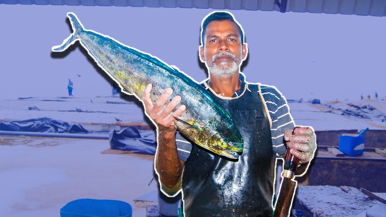 Huge Mahi Mahi Fish Cutting Made In Sri lanka Fish Cutting Fish
