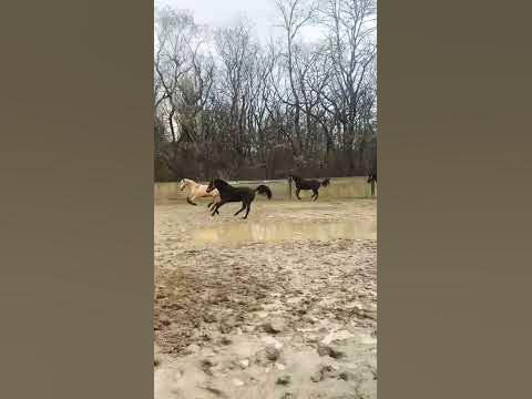 😎#лошади #галоп #конныймир - YouTube