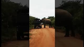 Elephant Attacks අලියා පහරදෙයි