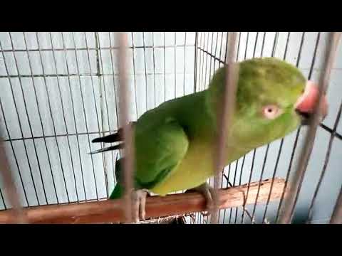  Tia pakhi  Amazing Talking and training up Indian Ringneck Parrot Female