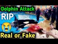 Jessica dolphin accident | Jessica dolphin real video | Jessica dolphin attack | Jessica Radcliffe