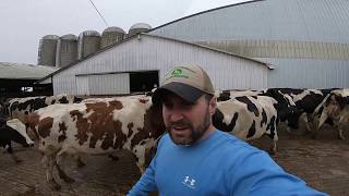 Milking Our Dairy Herd From Start to Finish - Let’s Go!