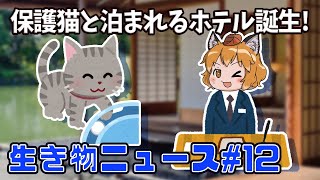 【ゆっくり解説】保護猫と泊まれるホテル誕生！母ハサミムシの最期は切ない・名古屋駅で○○の化石発見！【生き物ニュース#12】