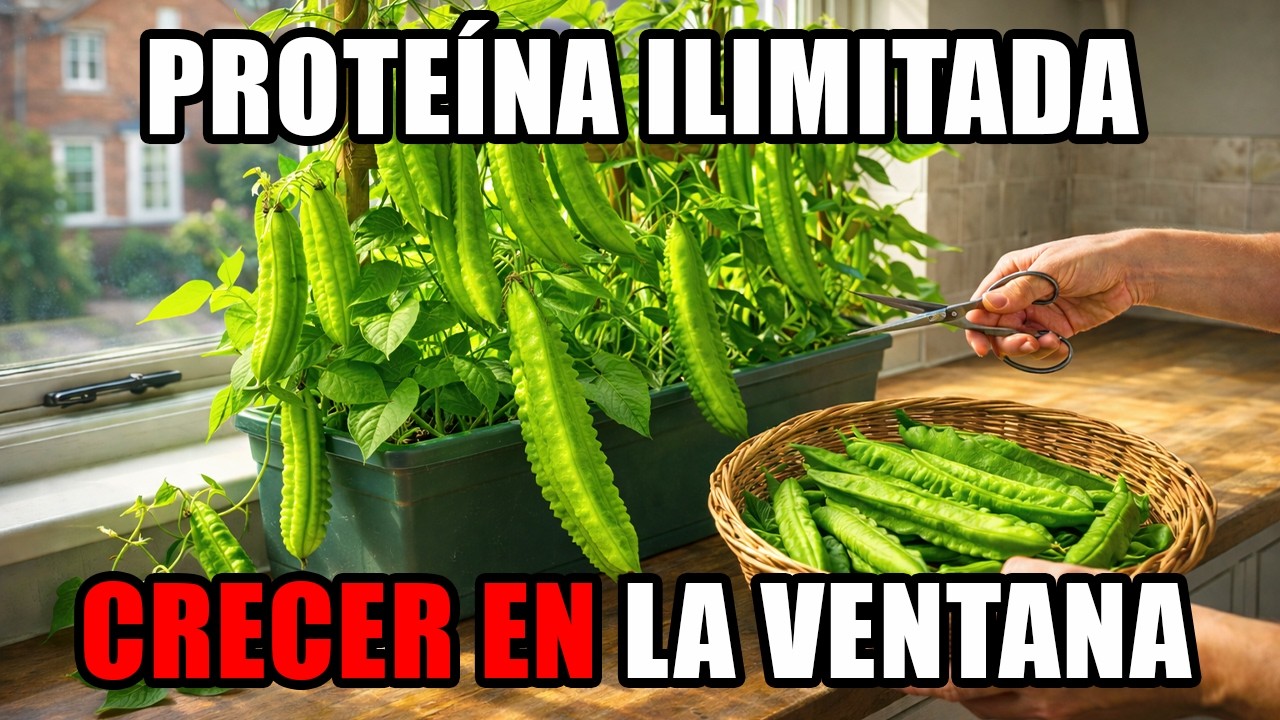 Más Proteína Que La Carne De Res: Solo Toma 5 Minutos Cultivarlo En La Ventana, Sin Tierra!