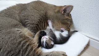 Kiki the cat gave birth to a kitten that looks just like Coco.