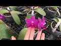 Орхидеи в Италии. Как выращивают орхидеи на юге Италии.