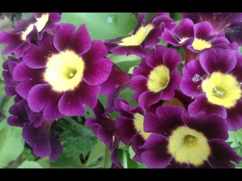 Video: Primula - Sorte In Gojenje V Stanovanju