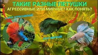 ПЕТУШОК - АГРЕССИВНЫЙ ИЛИ МИРНЫЙ l КАК ОПРЕДЕЛИТЬ ХАРАКТЕР ПЕТУШКА? l ПРИВОЗНЫЕ ИЛИ ОТЕЧЕСТВЕННЫЕ?