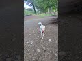 走るのは楽しいワン🐩 #スタンダードプードル #犬動画 #dog