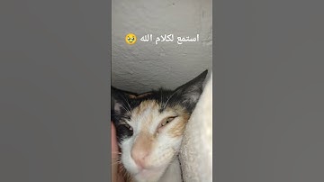 القرآن الكريم 😭🥹 #راحة_نفسية #تلاوة_خاشعة #قران #اكسبلور #tilawet