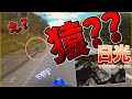 野生の猿に遭遇するわトラックに煽られるわイベントが大渋滞！　紅葉を見に中禅寺湖へテンションMAXのんびりモトブログツーリング動画