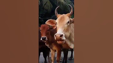 Lembu Sapi Lucu Di Jalan Sedang memanggil kawan, Suara sapi Moo, #hewansapi #cow #sapilucu #animals