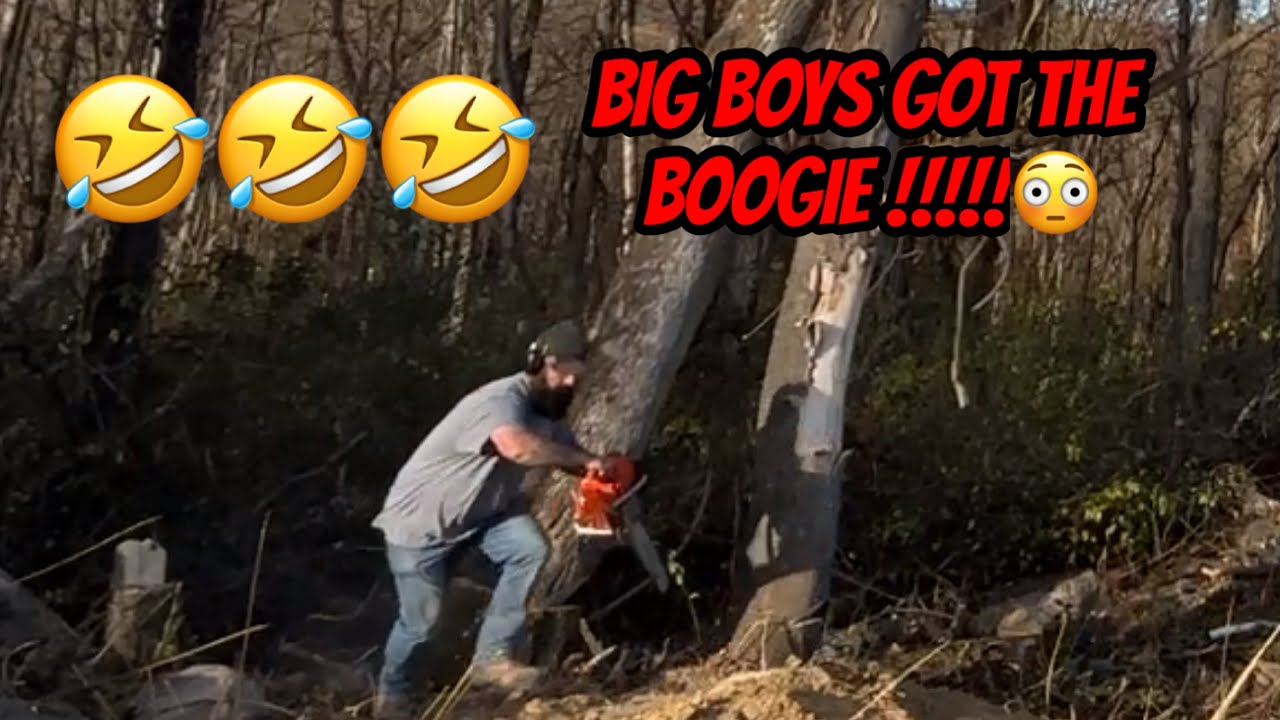 Rookie felling two trees at once/well trying to anyway - YouTube