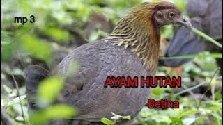 suara pikat Ayam hutan  sangat Ampuh MP3..