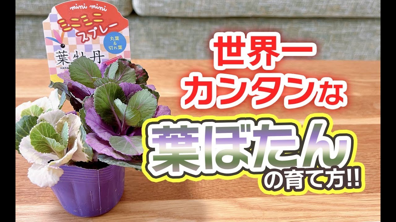 世界一カンタンな葉牡丹の育て方 - YouTube