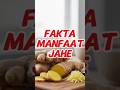 Manfaat Jahe: Akar Ajaib Penghangat Tubuh yang Bisa Lawan Virus dan Turunkan Gula Darah!