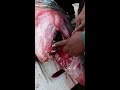 Graphic footage of shark caught in Fujairah