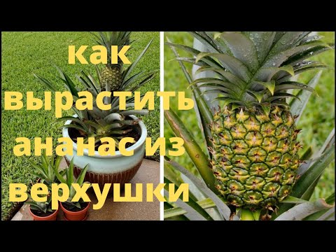 Как вырастить ананас из верхушки