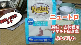 【アメ】猫にニュートロ避妊・去勢猫用アダルト白身魚を与えてみた【うなぎ】アメちゃんとうなぎちゃんの成長記録#34