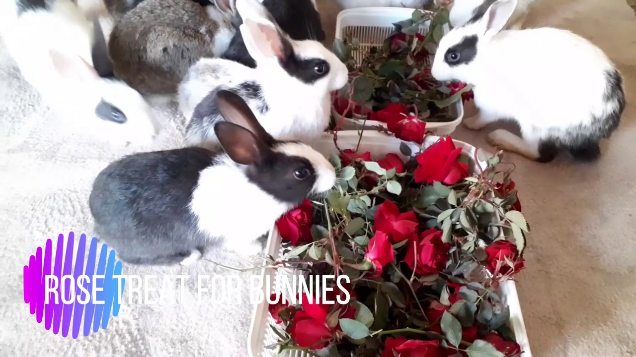 Bunnies Eating Rose Flowers Best treat to feed a rabbit Faisal