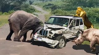 Amazing Wild Animals Attacks - Wild Animal Fights Caught On Camera | Wild Animals Ultimate Fights