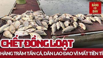 Hàng trăm tấn cá chết tại Hải Dương | Đảng với Dân