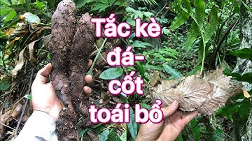 Giới thiệu cây thuốc quý-tắc kè đá ( cốt toái bổ) cách nhận biết đúng không bị nhầm lẫn