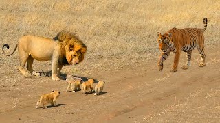 WOW BRUT4L!!! Detik² Harimau Menyerang Anak Singa Sampai M4ti Asli