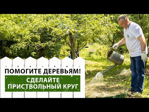 Лучшее решение для вашего сада: приствольные круги под деревьями!