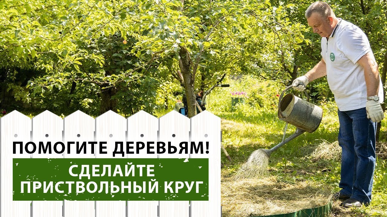Лучшее решение для вашего сада: приствольные круги под деревьями!