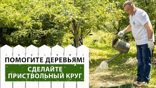 Лучшее решение для вашего сада: приствольные круги под деревьями!