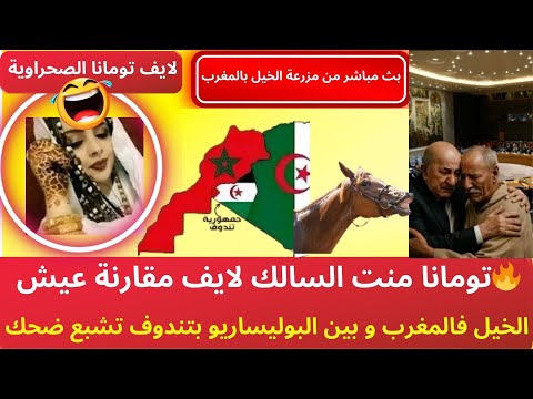 تومانا منت السالك لايف مقارنة عيش الخيل فالمغرب و بين البوليساريو بتندوف تشبع ضحك