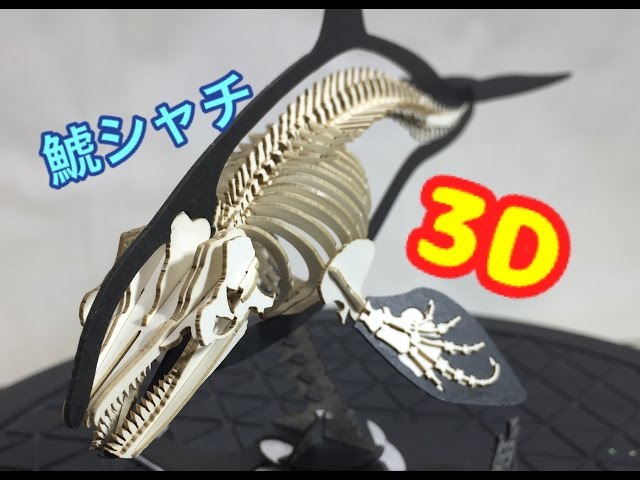 シャチ 鯱 骨格模型 3Dペーパーパズルを作ってみた。ウラノ