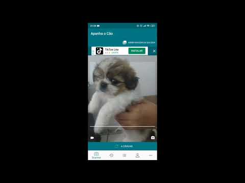 Vídeo: Novo App DoggZam! Pode Identificar Raça De Cachorro Com Apenas Uma Foto